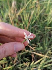 Silene italica