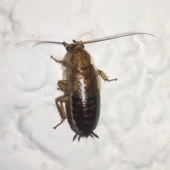 Latiblattella tarasca