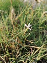 Silene italica