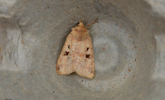 Diarsia esurialis