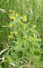 Lysimachia vulgaris