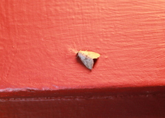 Hyperstrotia pervertens