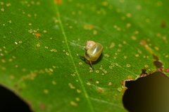 Leptopoma
