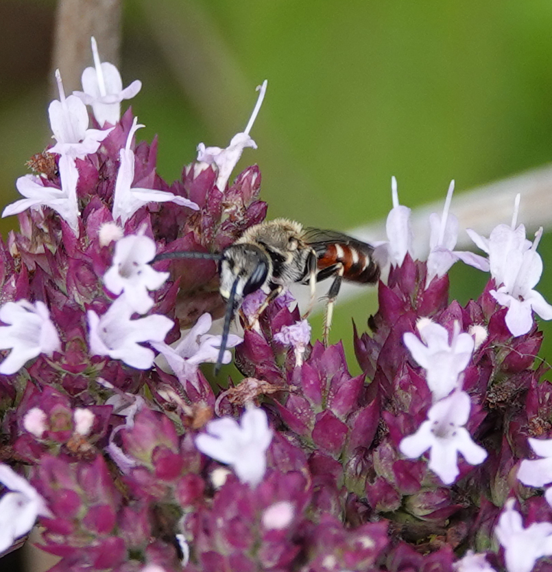 Sphecodogastra