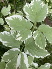 Aegopodium podagraria