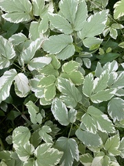 Aegopodium podagraria