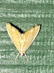 Glaphyria sesquistrialis