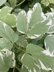 Aegopodium podagraria