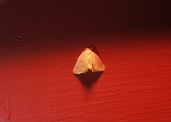 Apoda y-inversa