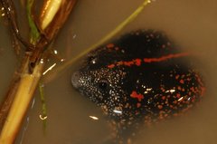 Rhinophrynus dorsalis