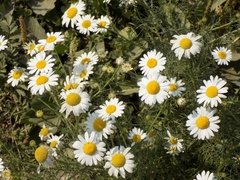 Tripleurospermum inodorum