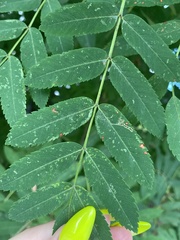 Sorbus aucuparia