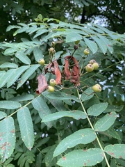 Sorbus aucuparia