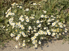 Tripleurospermum inodorum