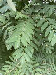 Sorbus aucuparia