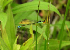 Enallagma antennatum