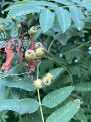 Sorbus aucuparia