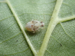 Deraeocoris lutescens