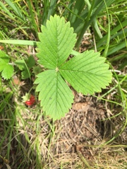 Fragaria orientalis