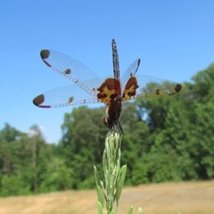 Celithemis elisa