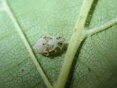 Deraeocoris lutescens