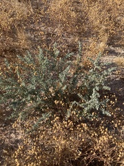 Atriplex elegans