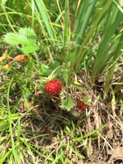 Fragaria orientalis