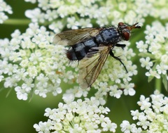 Copecrypta ruficauda
