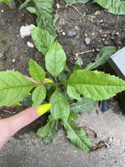 Fraxinus pennsylvanica