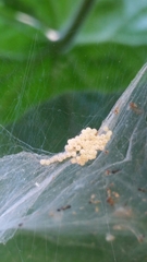 Pterygota