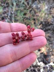 Helichrysum sanguineum