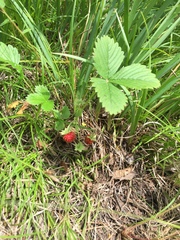 Fragaria orientalis