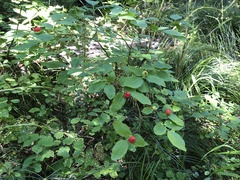 Vaccinium coccineum