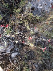 Helichrysum sanguineum