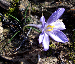 Syringodea longituba