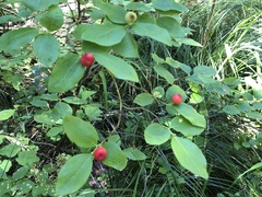 Vaccinium coccineum