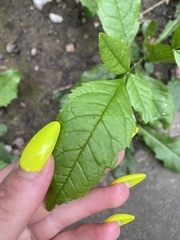 Fraxinus pennsylvanica