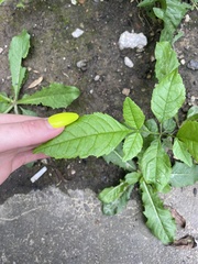 Fraxinus pennsylvanica