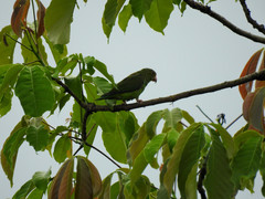 Brotogeris cyanoptera