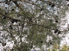 Pinus halepensis