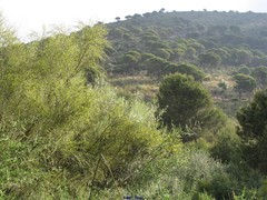 Retama monosperma