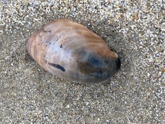 Crepidula onyx