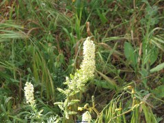 Reseda alba