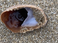Crepidula onyx