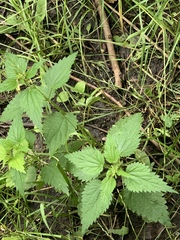 Urtica dioica