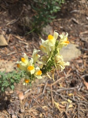 Linaria buriatica