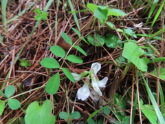 Astragalus nokoensis