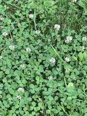 Trifolium repens