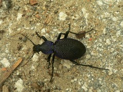 Carabus scabrosus