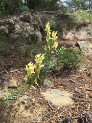 Linaria buriatica